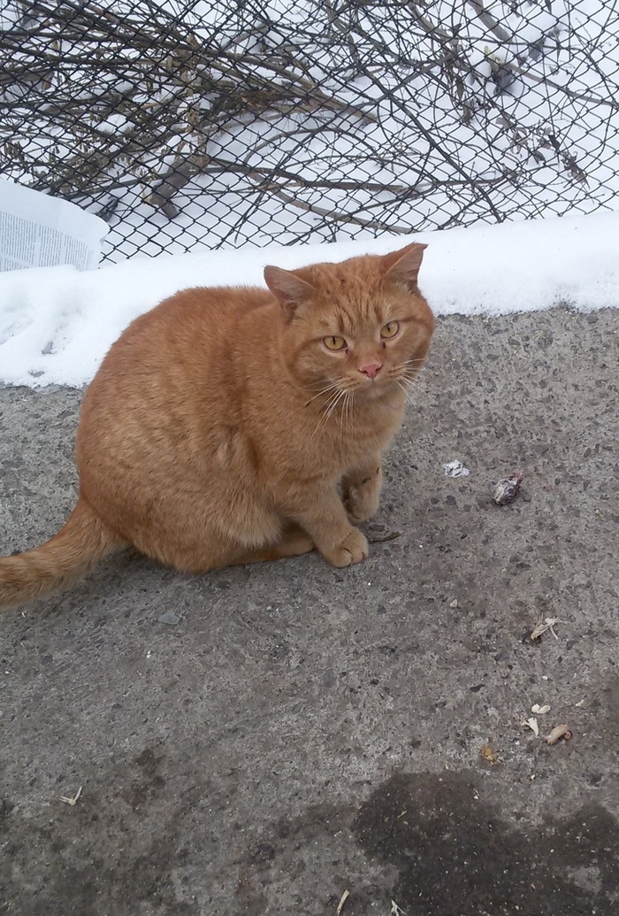 How do cats end up in a shelter? - My, cat, Animal shelter, Three Comrades Shelter, Chelyabinsk, Longpost, In good hands, No rating