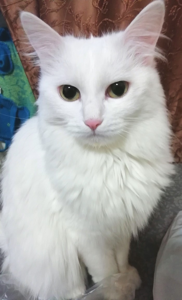 Our beauty well, or princess cat)) - My, cat, Gorgeous, Princess, , Milota, Turkish angora