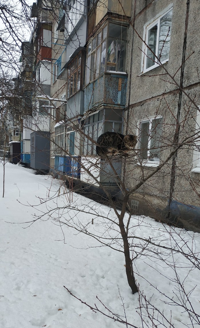 To catch a bird, you have to think like a bird - cat, Winter, Tree