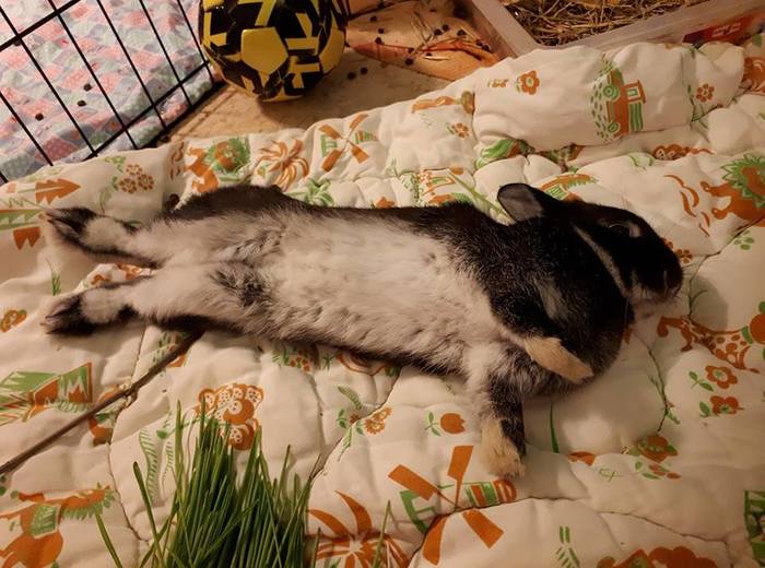 Любимая игра