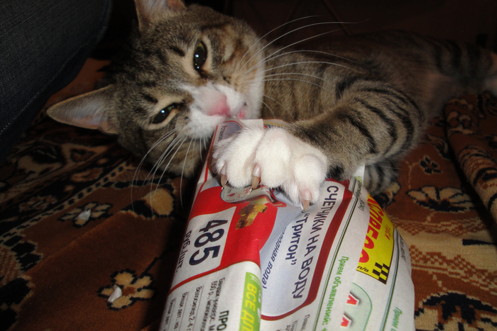 Pet tiger plays with a newspaper - Newspapers, My, cat, Claws