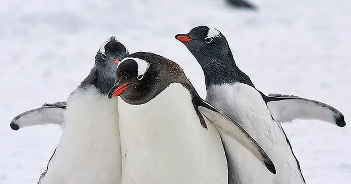 Утки как пингвины фото и названия