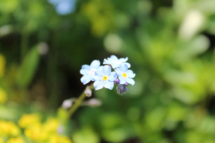 Flowers, focus game - Flowers, The photo, beauty