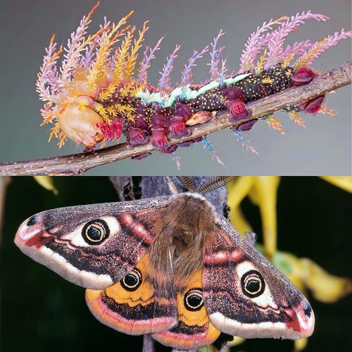 From caterpillar to butterfly - Caterpillar, Butterfly, beauty, Peacock's Eye