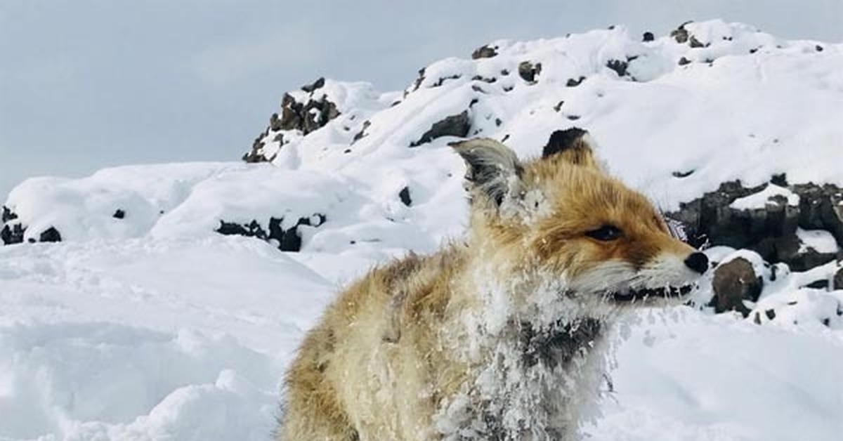 Лиса замерзла во льду