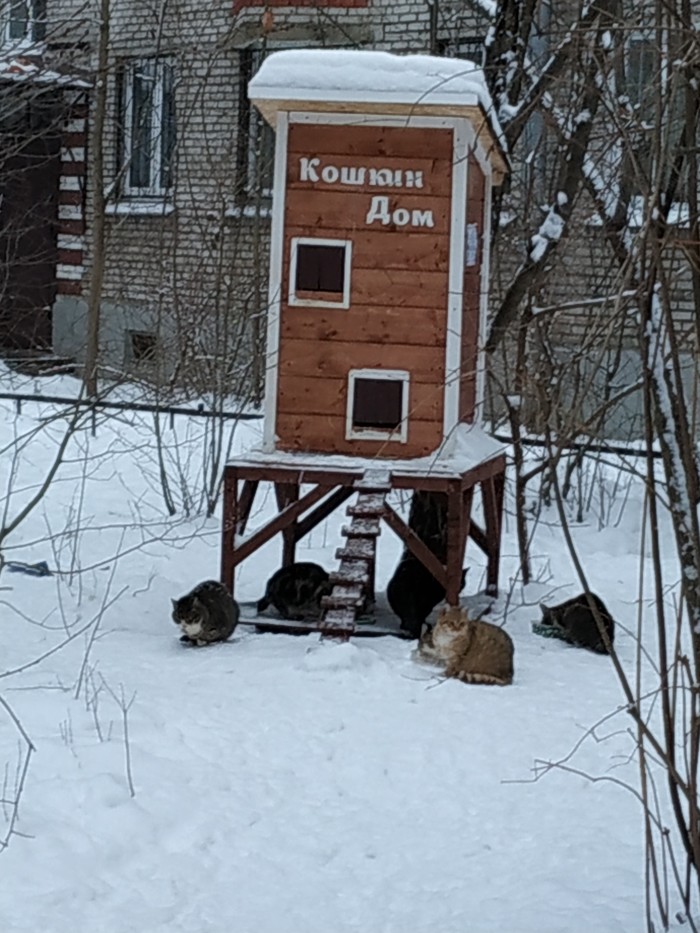 cat house - cat, cat house, My, Saint Petersburg