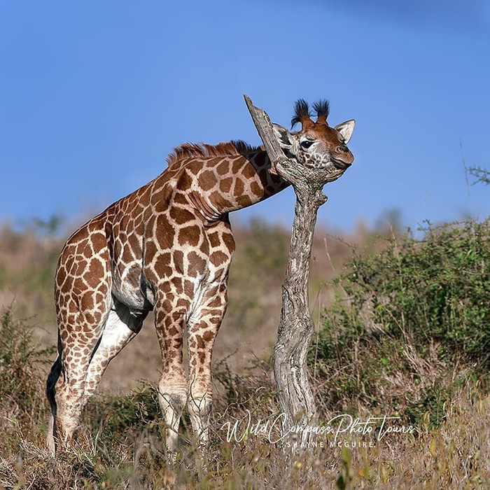 neck tired - Animals, The photo, Africa, Giraffe, Young, Milota