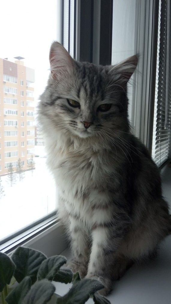 A foundling cat is looking for a home =( Ulyanovsk. - My, Ulyanovsk, cat, In good hands, Is free, Lost, Longpost, No rating, Help