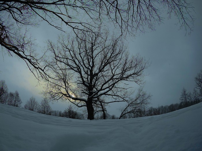 Photo-waggle - My, Dzerzhinsk, Longpost, The photo, Huawei mate 9, Sjcam SJ6 legend, Winter, Mushrooms