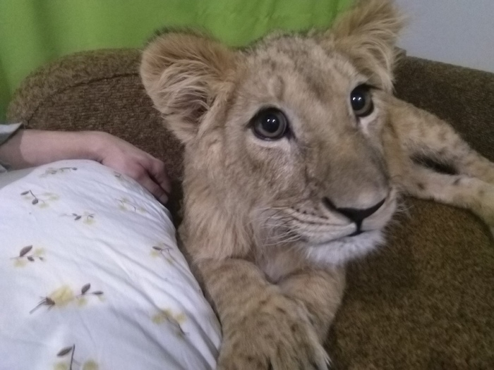 Today RKCenter VELES bought Lion cub Sima from Vasyukovich. - Lioness, Saint Petersburg, news, Veles, Help, Video, Longpost, Helping animals