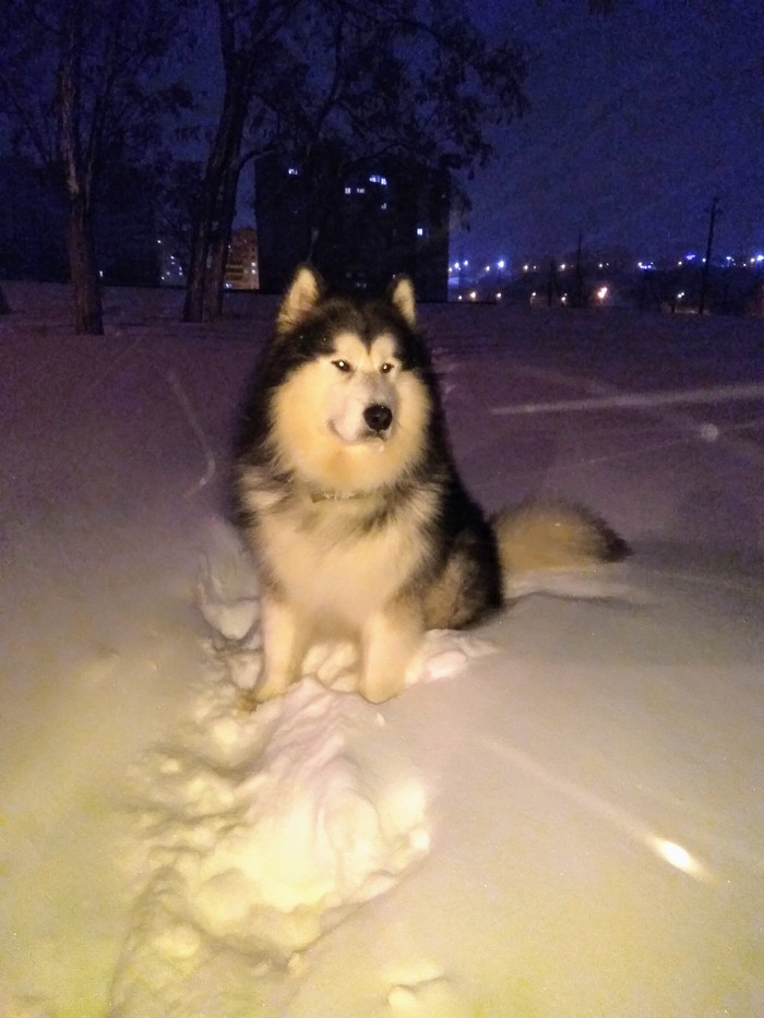 Today it was snowy. Highly. As in the song the city stood up, the movement died. But the walk went well. And the pics are cool. - Snowfall, Alaskan Malamute, Saransk, Longpost, Dog
