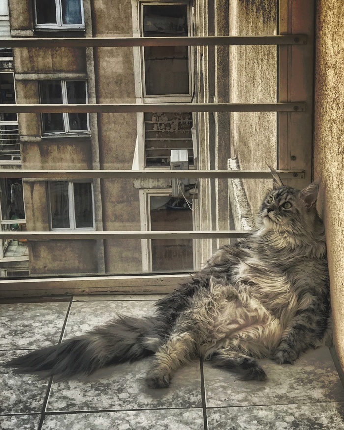 cat and ashes - My, cat, Catomafia, Maine Coon, HDR