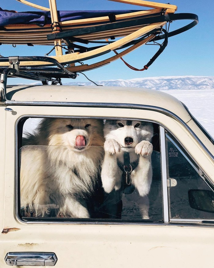 Doggies - Milota, Dog, Husky, Samoyed, Auto, Window