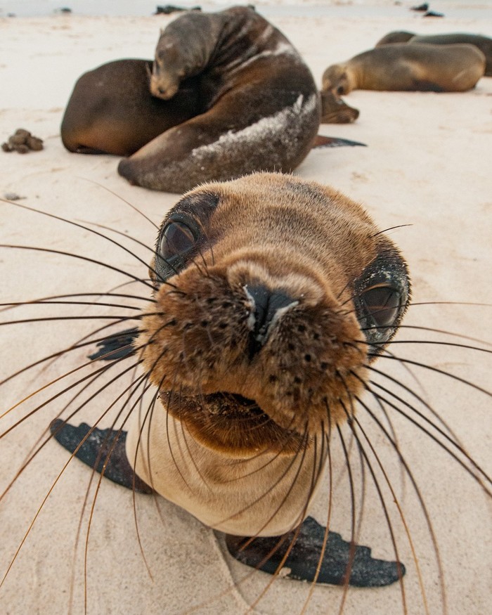 Fur seal - The photo, Animals, Fur seal, Milota, Young