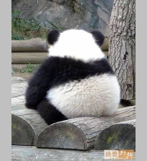 Pandas after their birthday! - Birthday, Second day, Headache, Longpost