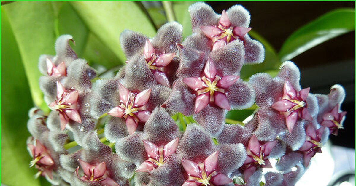 Комнатное растение с восковыми цветами фото и названия