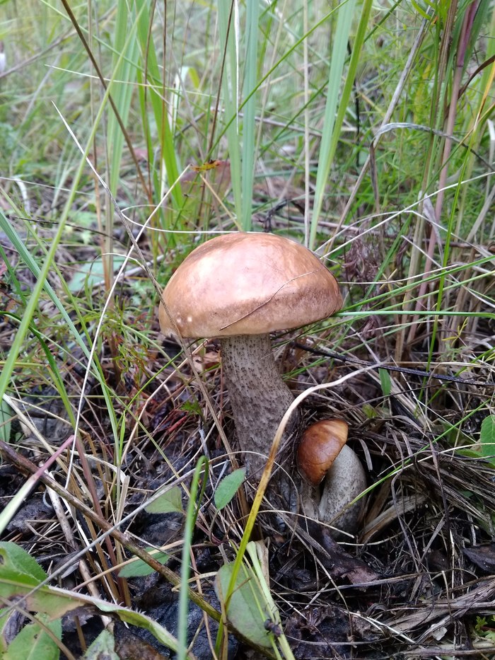 My mushrooms - My, Mushrooms, Autumn, beauty, Longpost