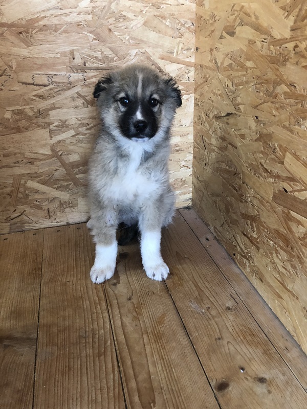 Puppy Winnie the Pooh is looking for a home and owner Fluffy happiness for nothing. 3 months - My, Puppies, In good hands, Longpost, Dog, Moscow, Moscow region, Animal shelter, No rating