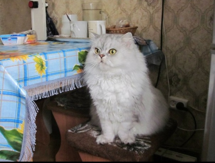 Кузяка | Пикабу