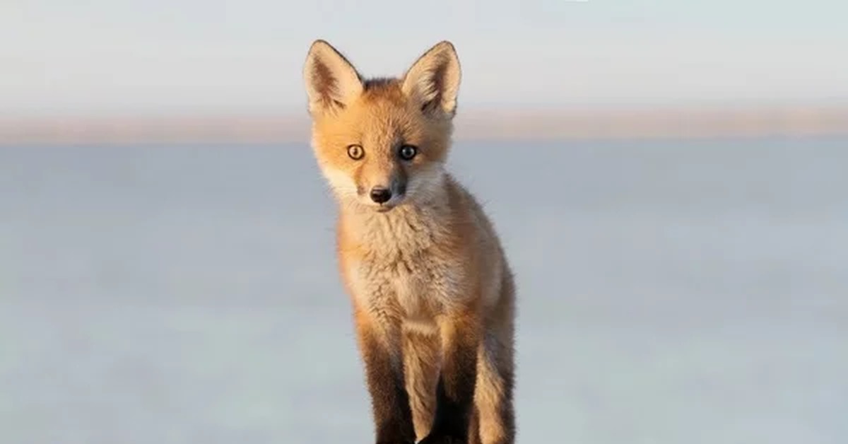 Red foxes сайт. Лис бейби Фокс. Лисёнок. Лиса обои. Обои на рабочий стол лиса.