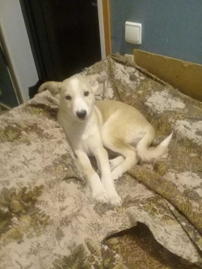 Two cute puppies are looking for a home - My, No rating, Saint Petersburg, Help, Dog, Longpost
