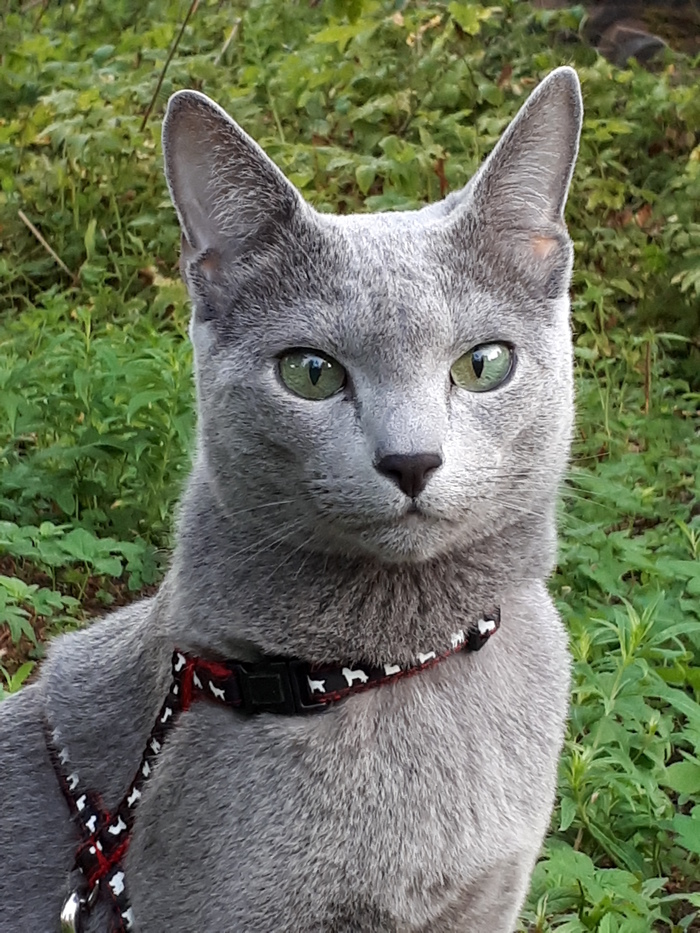 A graduate of my kennel Lacky Blues Nicol Ross, Russian Blue breed. - My, cat, Russian blue