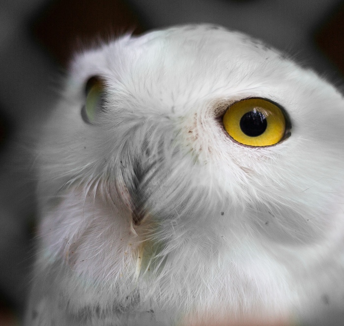 Polarochka - Predator birds, Owl, Milota, Polar owl, Plump, 