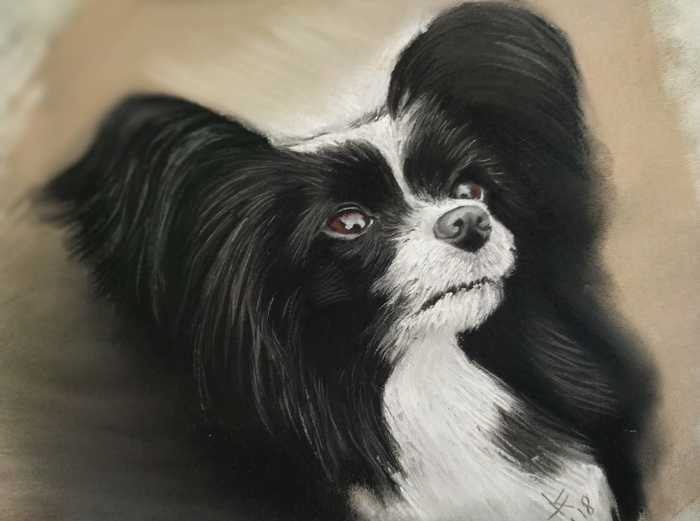 Continental Toy Spaniel (Papillon) - My, Dog, Papillon, Animalistics, Animals, Drawing, Pastel