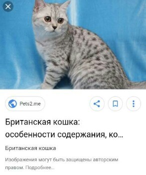 Half a year in the life of Lady Monkey - My, Minsk, Kittens, Radical animal protection, Milota, Longpost, cat, Help, Homeless animals, Helping animals