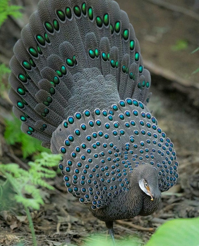 Gray Peacock Pheasant, South Yunnan, China - Pheasant, China, Birds, Animals, beauty, Nature, beauty of nature, Trypophobia