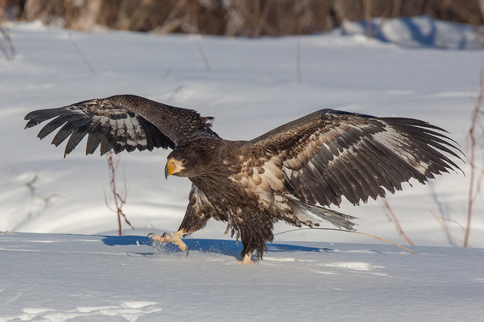 Eagles dance - My, Kamchatka, Eagle, Nature, Birds, Travels, Winter, Longpost