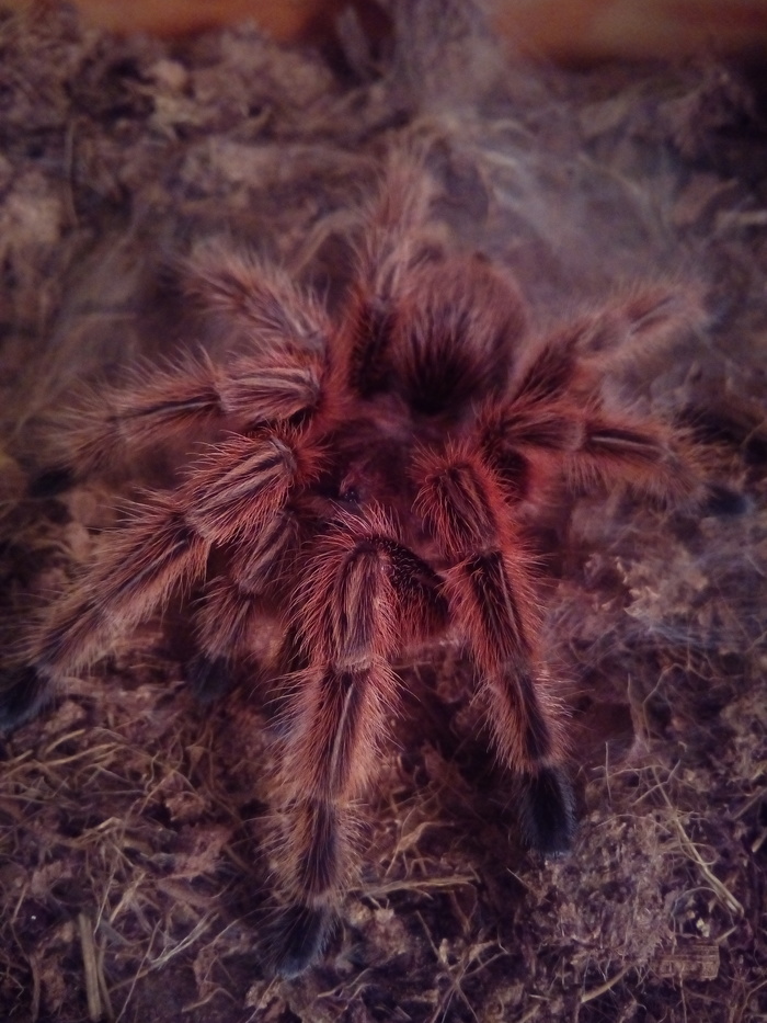 Our beauty finally shed, and what a bright she immediately became, pink. - My, , Chilean Pink Tarantula, Grammostola, Hobby, Pets, Spider, Longpost