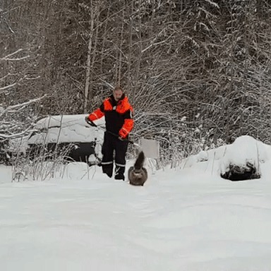 Атакующий кот