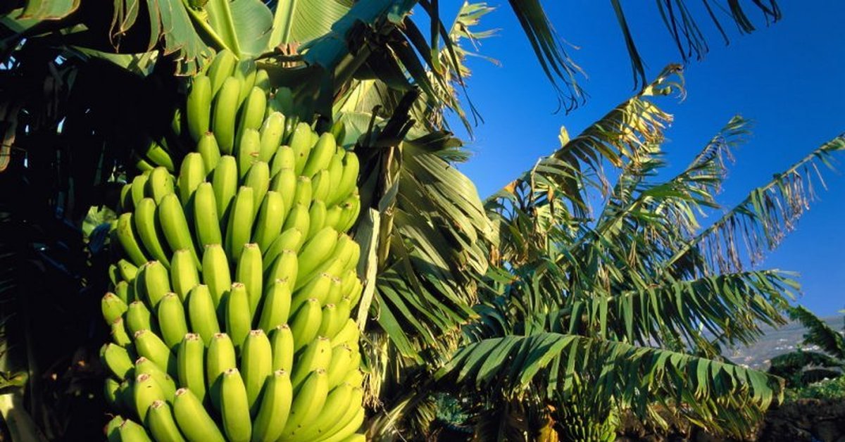 Бананы растут в россии. Банановые плантации в Эквадоре. Гондурас банановые плантации. Банановое дерево Килиманджаро. Банановая плантация Килиманджаро.