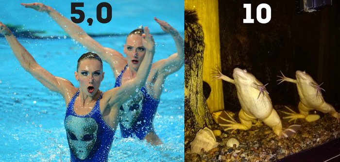 Synchronized swimming - Synchronicity, The photo, Humor