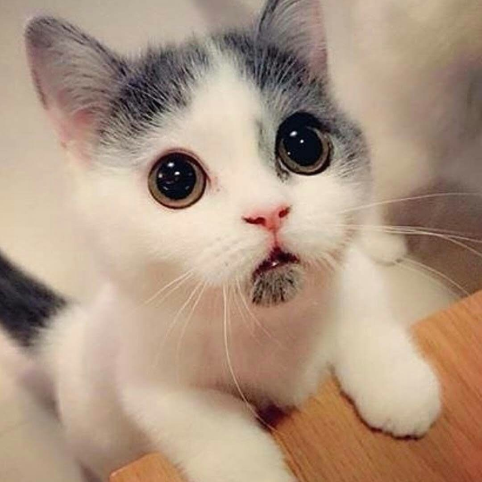 NYU Shanghai - что почём?