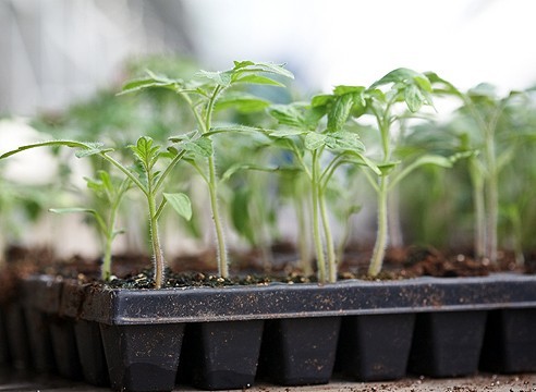 When to plant tomato seedlings in 2019? - Garden, Dacha, Gardening, Garden, Seedling, Advice
