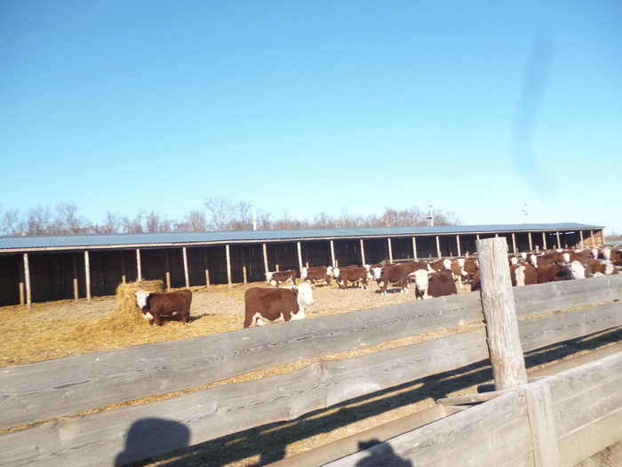 Дальневосточный гектар.Строим ферму.