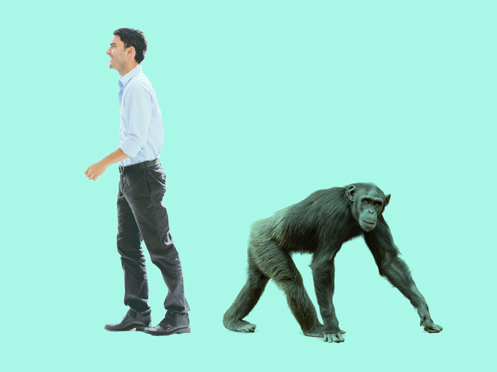 Chimpanzees and gorillas mutate three times faster than humans - My, Monkey, Chimpanzee, Evolution, Mutation, Genetics