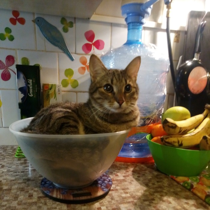 On a diet - My, cat, Weighing