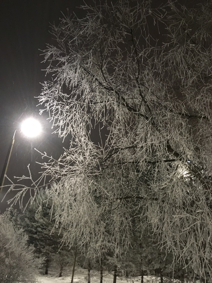 Winter's tale - My, Winter, Snow, beauty of nature, It was getting dark, Tree, The photo, Longpost