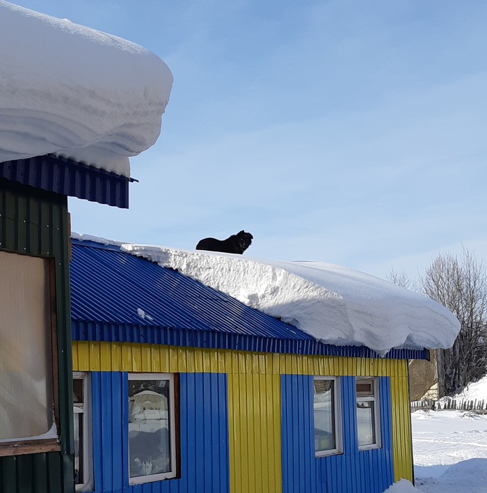 Высоко сижу, далеко гляжу - Моё, Собака, Крыша, Кот, Длиннопост