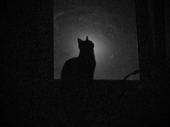 Kitty on the background of the moon - My, The photo, cat, moon