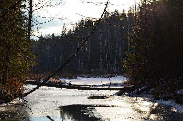 Nature and hunting. - My, Nature, Forest, Hunting, , Longpost, Ural