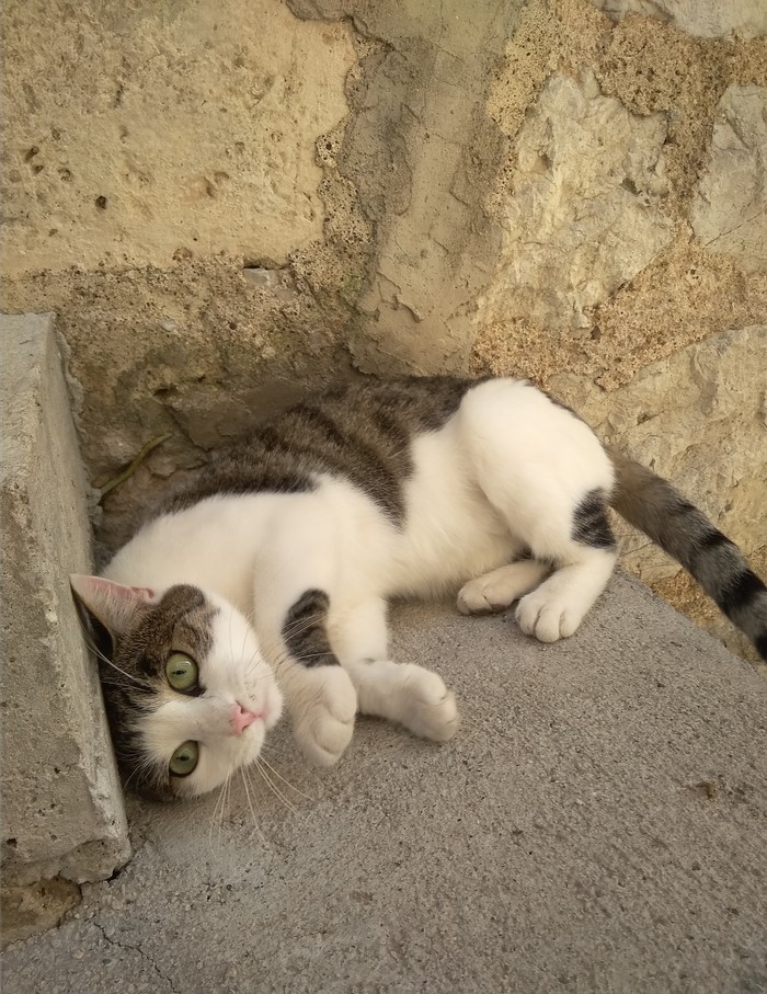 Montenegrin cats - My, cat, Travels, Montenegro, Animals, Longpost