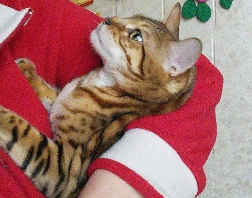 Don't hurt the cat. - My, cat, cat house, Bengal cat, Catnarciss