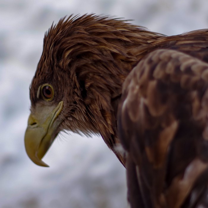 In thought - My, The mountains, Eagle, Elbrus