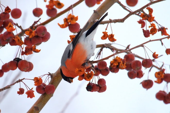 Winter dining - Bullfinches, Bird watching, Winter, Birds