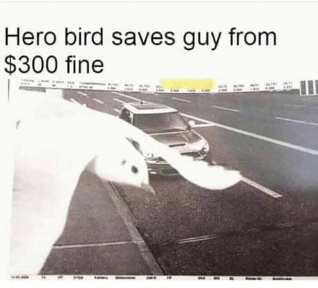 bird hero - The Bird of Happiness, Pigeon, Camera, Fine, Traffic police