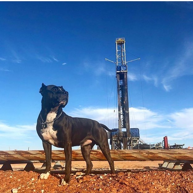 Various guests on the drilling rigs. Part 3 - Drilling, Guests, Watch, North, Drilling, Shelf, Longpost, Dog, cat